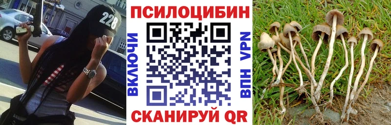 Галлюциногенные грибы Psilocybe  купить   Луга 